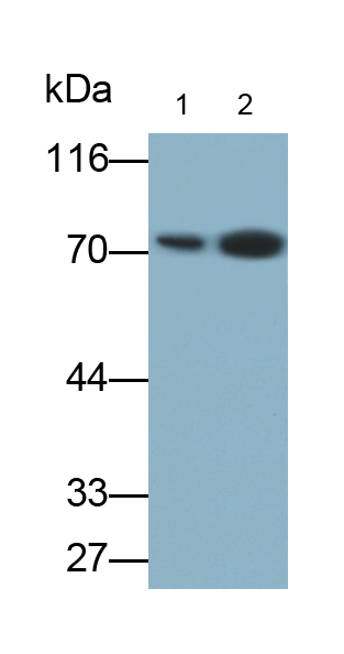 Monoclonal Antibody to 7-Dehydrocholesterol Reductase (DHCR7)