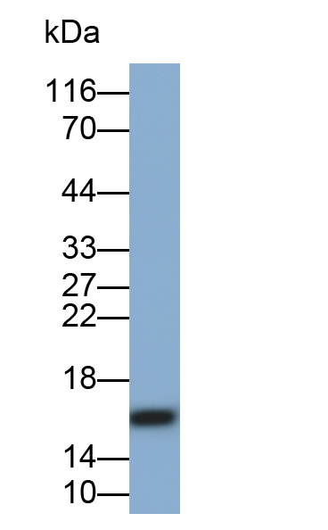 Monoclonal Antibody to Anterior Gradient 2 (AGR2)