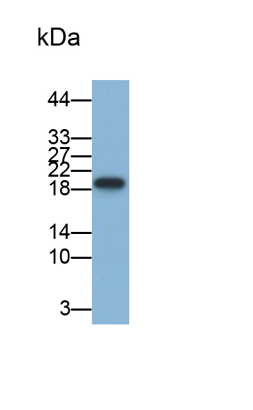 Monoclonal Antibody to Allograft inflammatory factor 1 (AIF1)