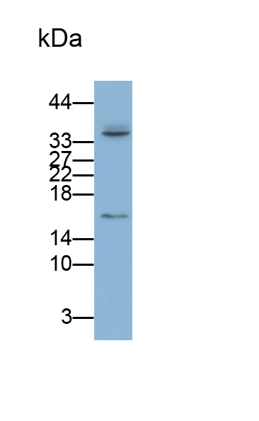 Monoclonal Antibody to Allograft inflammatory factor 1 (AIF1)