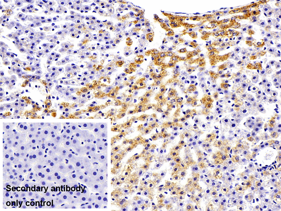 Monoclonal Antibody to Catalase (CAT)