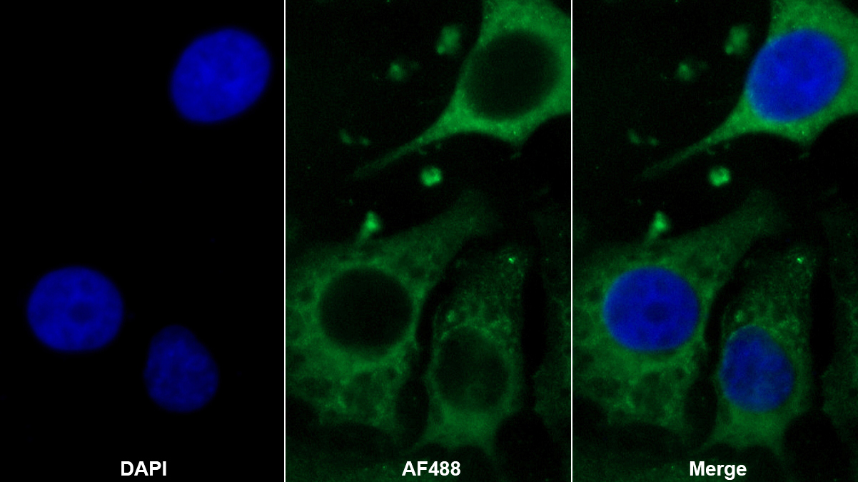 Monoclonal Antibody to Dentin Sialophosphoprotein (DSPP)