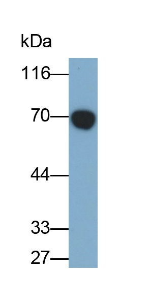 Monoclonal Antibody to Furin (FUR)