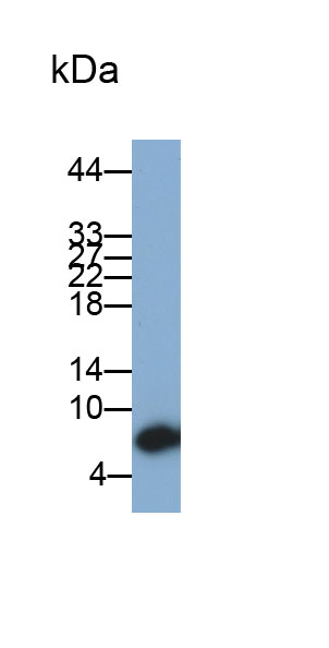 Monoclonal Antibody to Histatin 3 (HTN3)