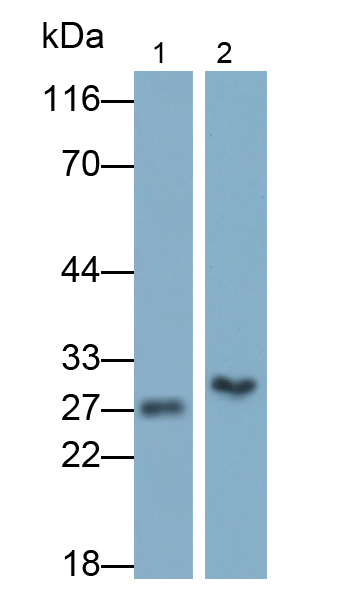 Monoclonal Antibody to Mitochondrial Uncoupling Protein 2 (UCP2)