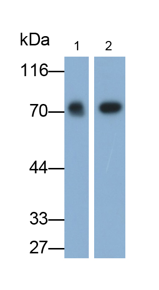 Monoclonal Antibody to Virus Induced Signaling Adapter (VISA)