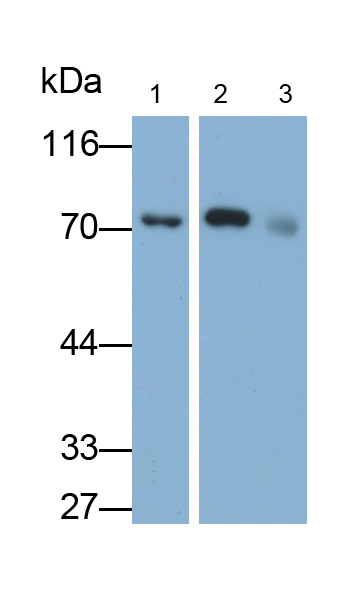 Monoclonal Antibody to Virus Induced Signaling Adapter (VISA)