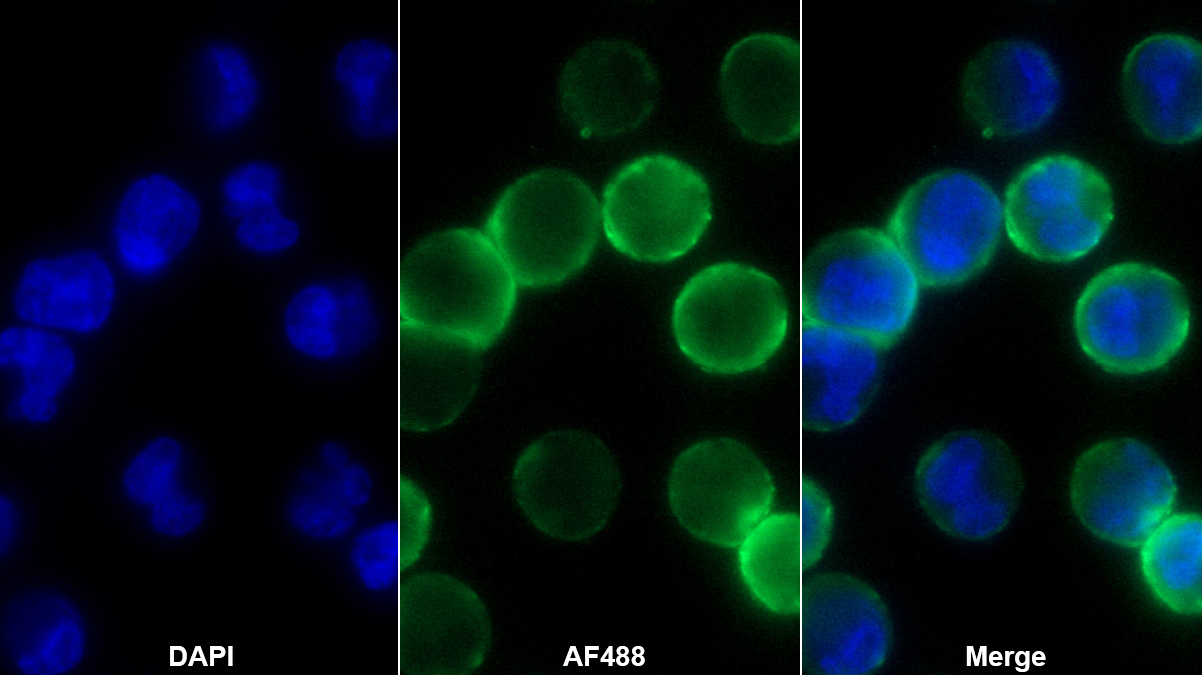 Monoclonal Antibody to Methionine Sulfoxide Reductase A (MSRA)