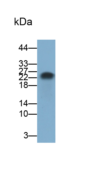 Monoclonal Antibody to Progestagen Associated Endometrial Protein (PAEP)