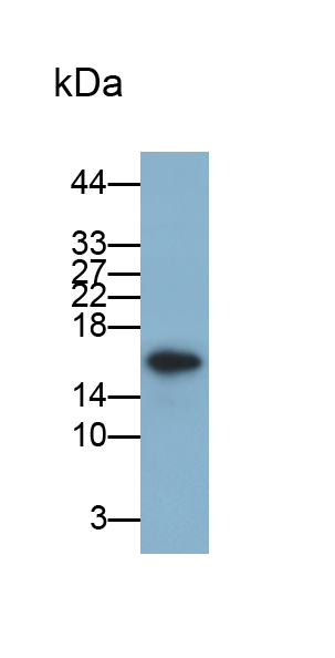 Monoclonal Antibody to Progestagen Associated Endometrial Protein (PAEP)