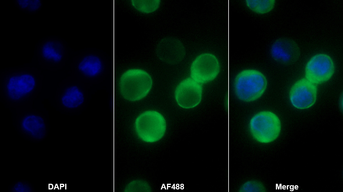 Monoclonal Antibody to Renalase (RNLS)