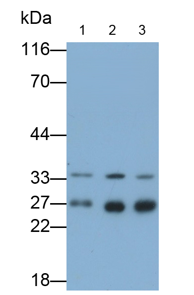 Monoclonal Antibody to Synaptosomal Associated Protein 23kDa (SNAP23)