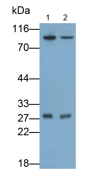Monoclonal Antibody to Synaptosomal Associated Protein 23kDa (SNAP23)