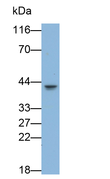 Monoclonal Antibody to Fibroblast Growth Factor 13 (FGF13)