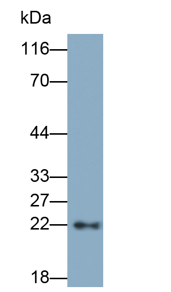 Monoclonal Antibody to Crystallin Alpha B (CRYaB)