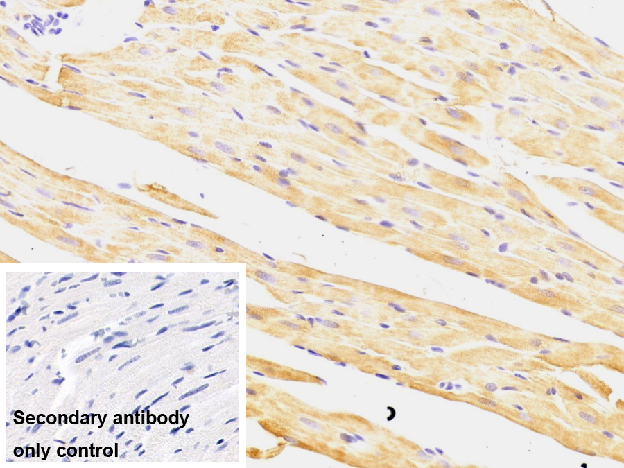 Monoclonal Antibody to Crystallin Alpha B (CRYaB)