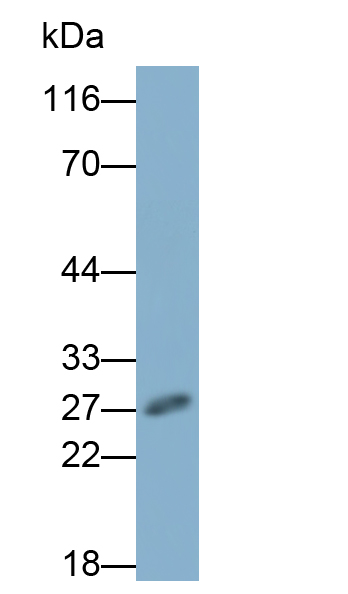Monoclonal Antibody to Crystallin Alpha B (CRYaB)