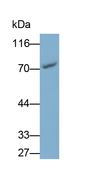 Monoclonal Antibody to Heat Shock 70kDa Protein 8 (HSPA8)
