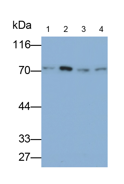 Monoclonal Antibody to Heat Shock 70kDa Protein 8 (HSPA8)