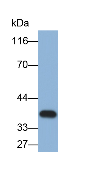 Monoclonal Antibody to Carbonic Anhydrase IV (CA4)