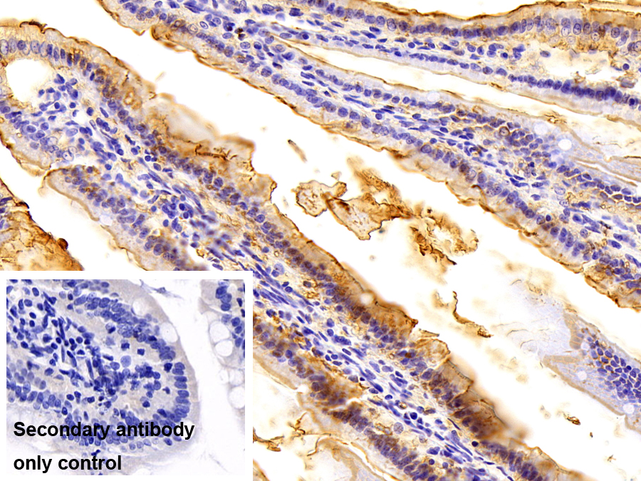 Monoclonal Antibody to Carbonic Anhydrase IV (CA4)