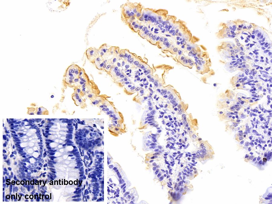 Monoclonal Antibody to Carbonic Anhydrase IV (CA4)