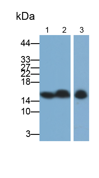 Monoclonal Antibody to Hemoglobin Alpha 1 (HBa1)