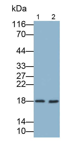 Monoclonal Antibody to Ribonuclease A2 (RNASE2)