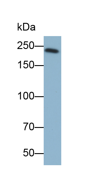 Monoclonal Antibody to Myosin Heavy Chain 7, Cardiac Muscle, Beta (MYH7)