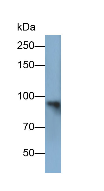 Monoclonal Antibody to Aryl Hydrocarbon Receptor Nuclear Translocator (ARNT)