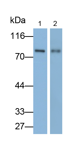 Monoclonal Antibody to Aryl Hydrocarbon Receptor Nuclear Translocator (ARNT)