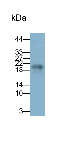 Monoclonal Antibody to Acidic Salivary Proline Rich Phosphoprotein 2 (PRH2)