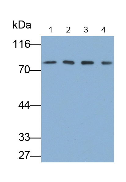 Monoclonal Antibody to Liver Receptor Homolog 1 (LRH1)