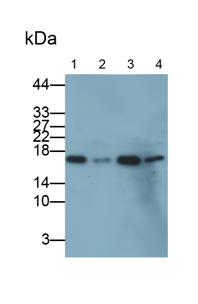 Monoclonal Antibody to Peptidyl Prolyl Cis/Trans Isomerase NIMA Interacting Protein 1 (PIN1)