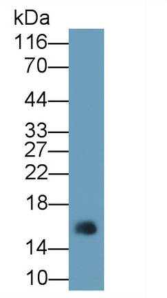 Monoclonal Antibody to Regenerating Islet Derived Protein 3 Gamma (REG3g)