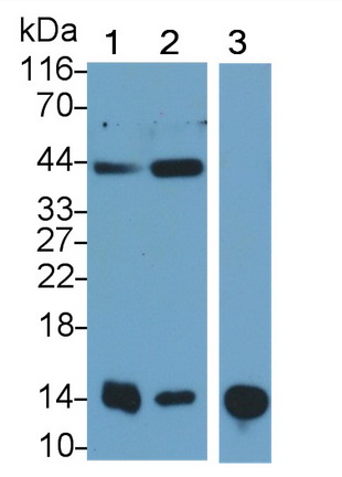 Monoclonal Antibody to Regenerating Islet Derived Protein 3 Gamma (REG3g)