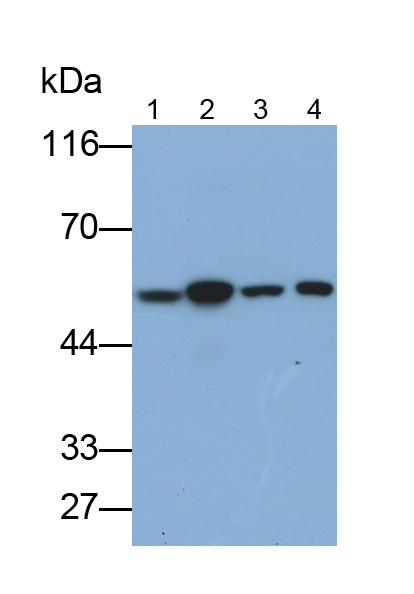 Monoclonal Antibody to FK506 Binding Protein 8 (FKBP8)