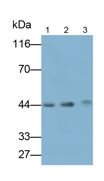 Monoclonal Antibody to Inhibitory Subunit Of NF Kappa B Epsilon (IkBe)
