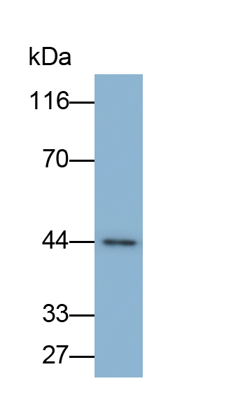 Monoclonal Antibody to Inhibitory Subunit Of NF Kappa B Epsilon (IkBe)