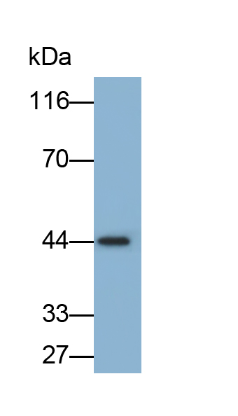 Monoclonal Antibody to Inhibitory Subunit Of NF Kappa B Epsilon (IkBe)