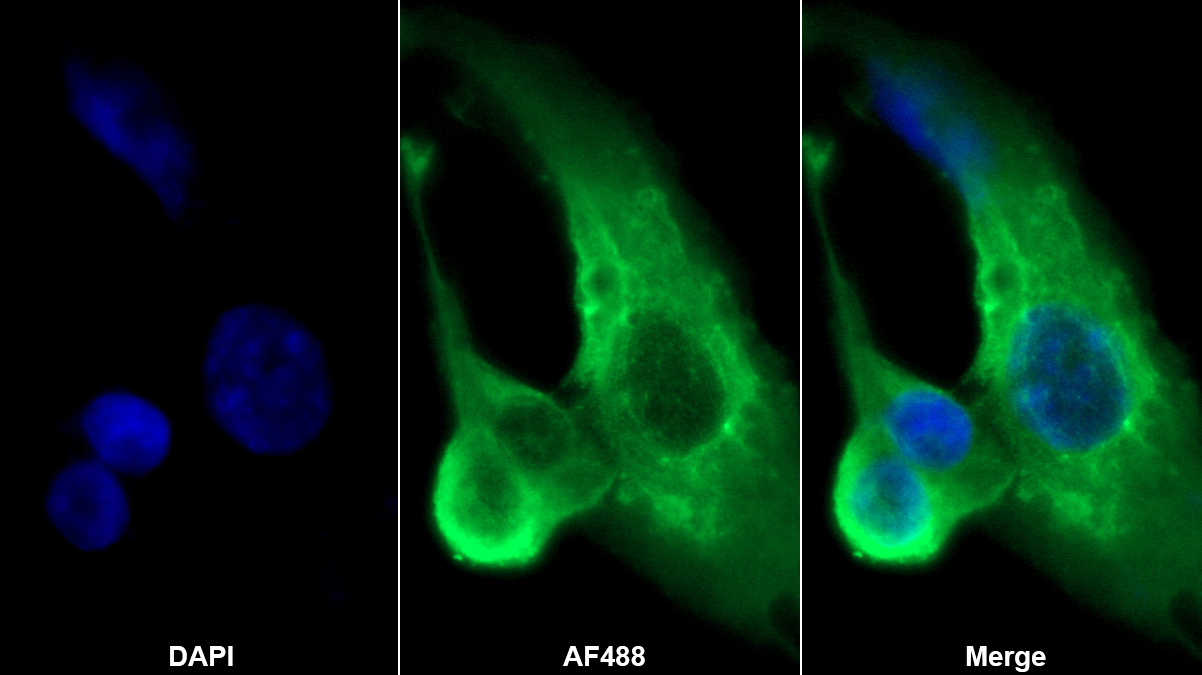 Monoclonal Antibody to Karyopherin Alpha 2 (KPNa2)