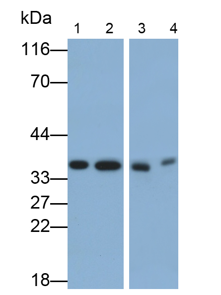 Monoclonal Antibody to Annexin A4 (ANXA4)