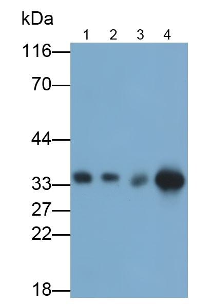 Monoclonal Antibody to Annexin A4 (ANXA4)