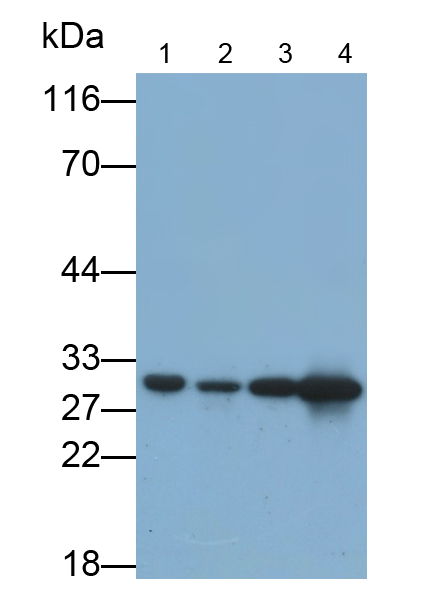 Monoclonal Antibody to Annexin A4 (ANXA4)