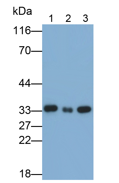 Monoclonal Antibody to Annexin A3 (ANXA3)