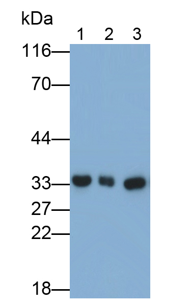 Monoclonal Antibody to Annexin A3 (ANXA3)