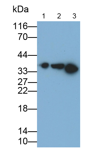 Monoclonal Antibody to Annexin A1 (ANXA1)