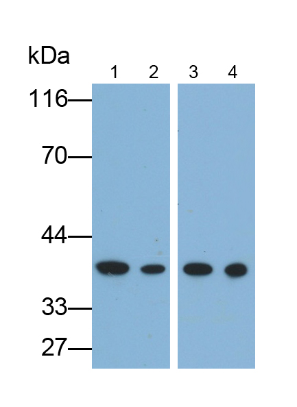 Monoclonal Antibody to Annexin A1 (ANXA1)