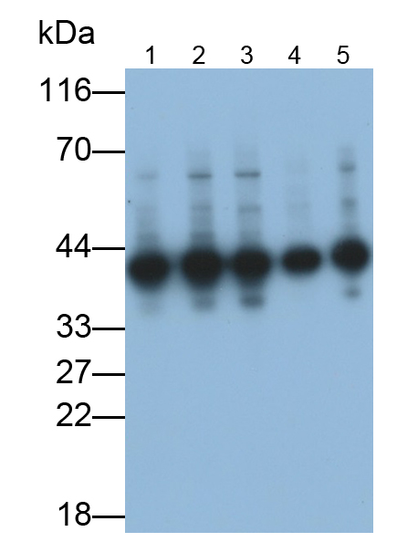 Monoclonal Antibody to Annexin A1 (ANXA1)