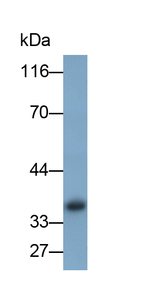 Monoclonal Antibody to Annexin A1 (ANXA1)